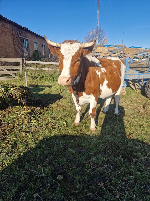 Продам корову на утримання