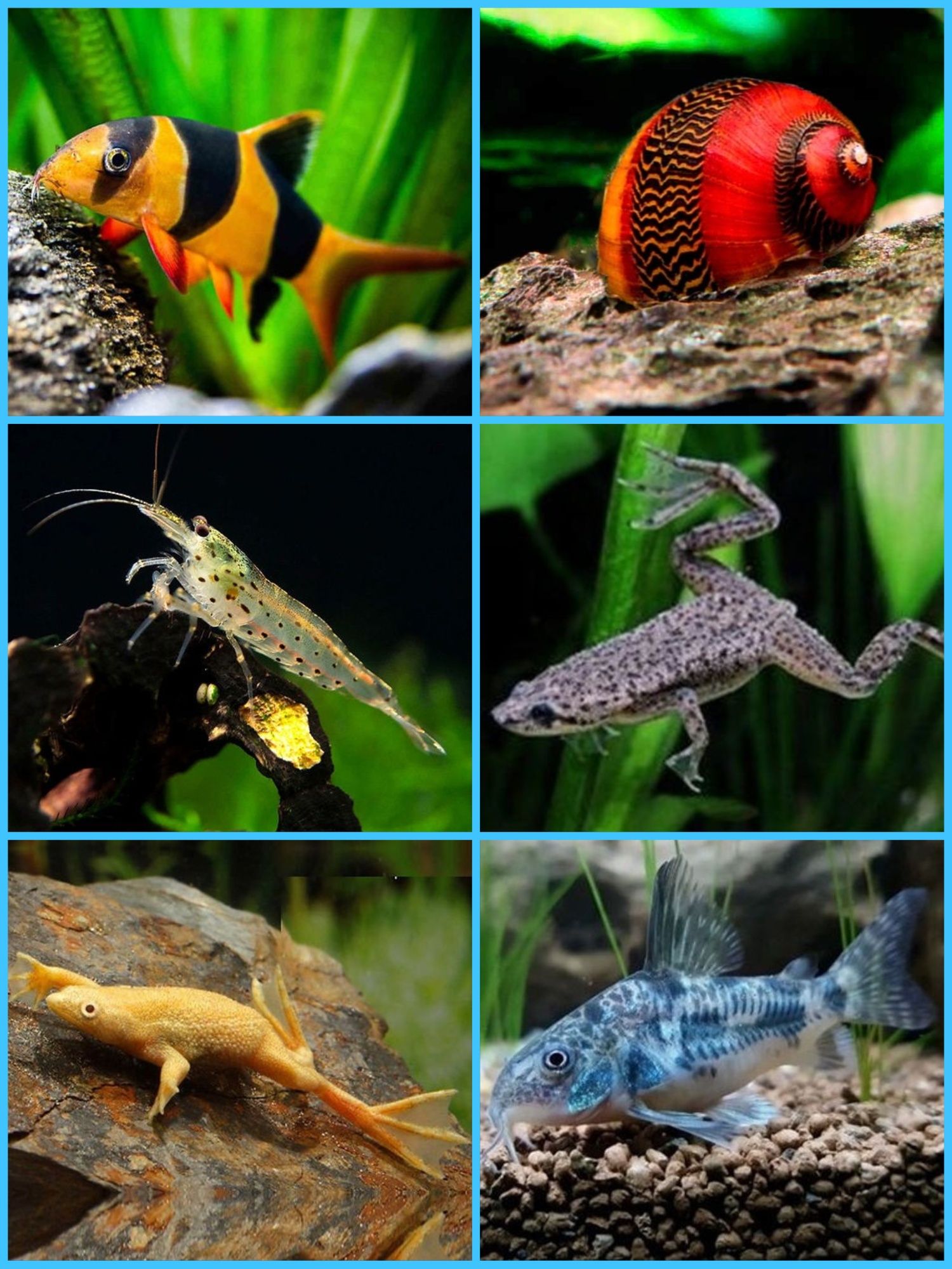 Aquasousa.com - Tetras, Guppys, Corydoras, Neons e muito muito mais...