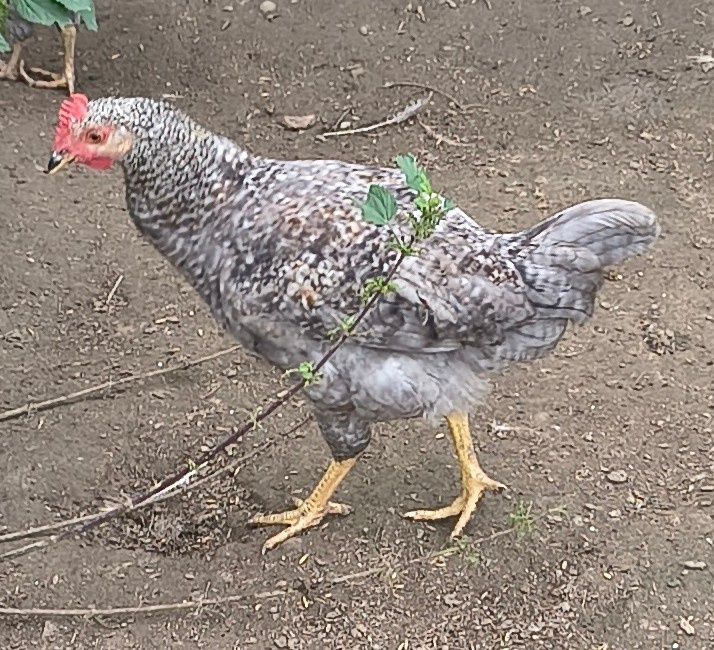 Kogutki Koguty Dominant Blue młode z maja