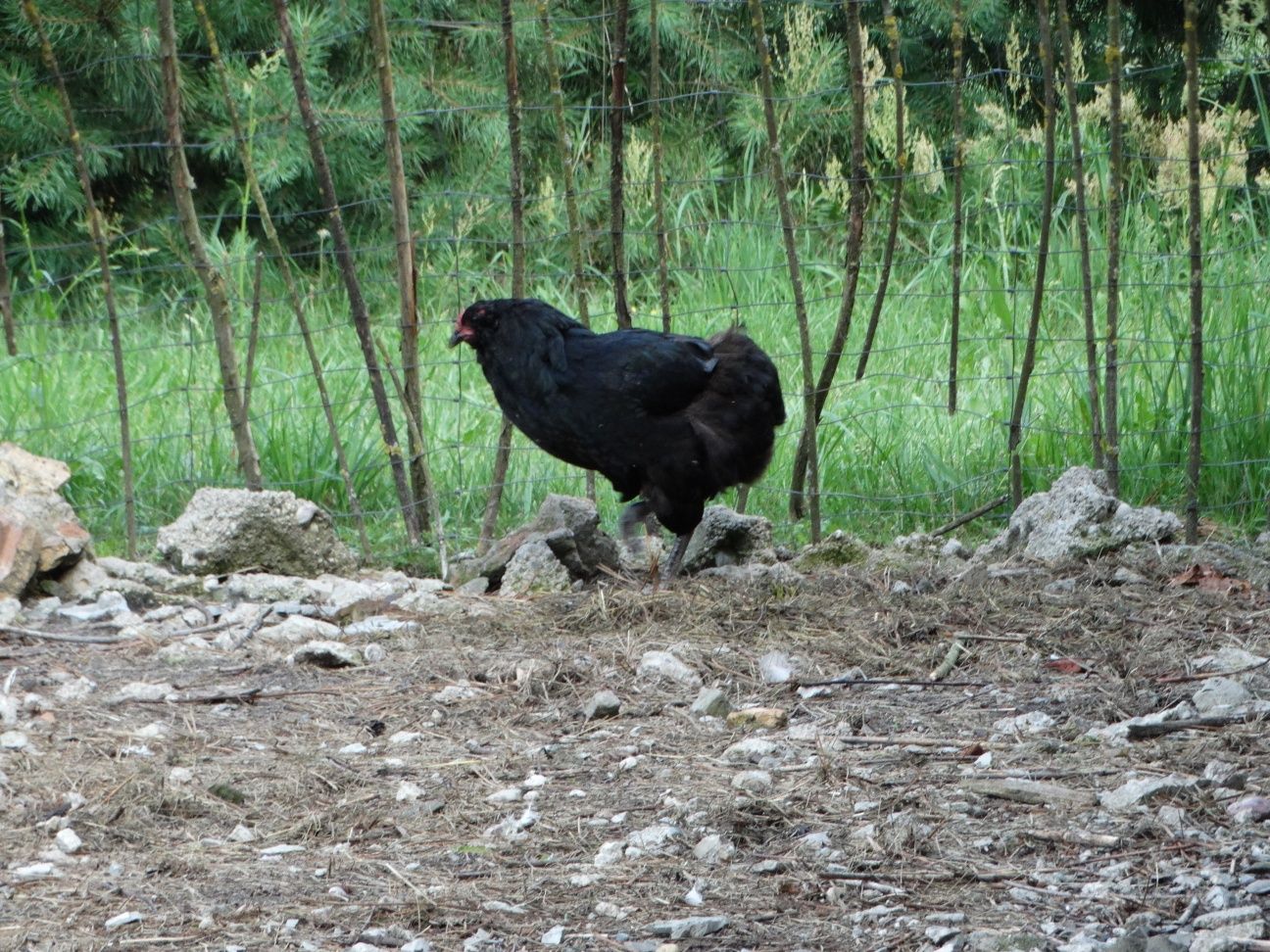 Sprzedam kurę araucana bezogoniastego