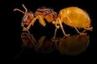 Mrówki Camponotus fedtschenkoi egzotyczne, dla początkujących