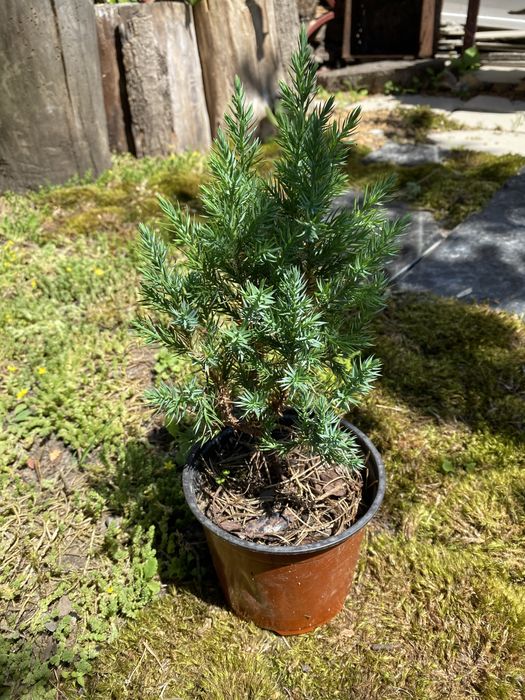 Ялівець варієгатний стрікта, схожий на ялинку