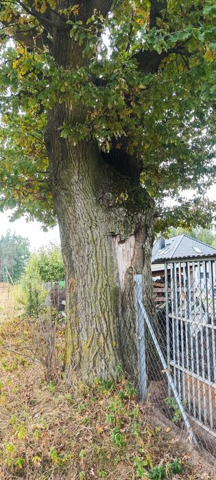 Dąb na pniu lokalizacja Łuków