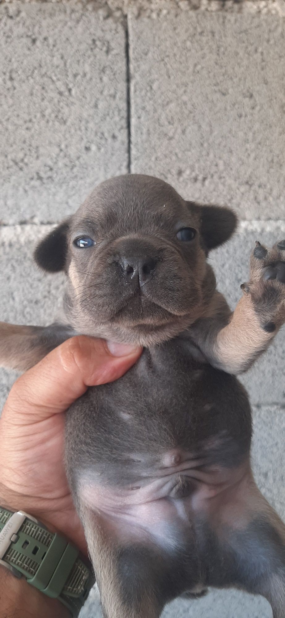 Bulldog Francês lilac   tan