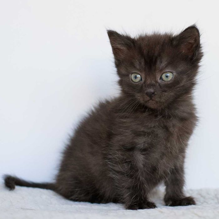 Czarna mała kotka Wika do adopcji! kociak szuka domu
