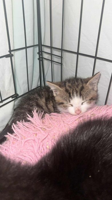 jego mama zginęła :( 7 tygodniowy Gizmo do adopcji