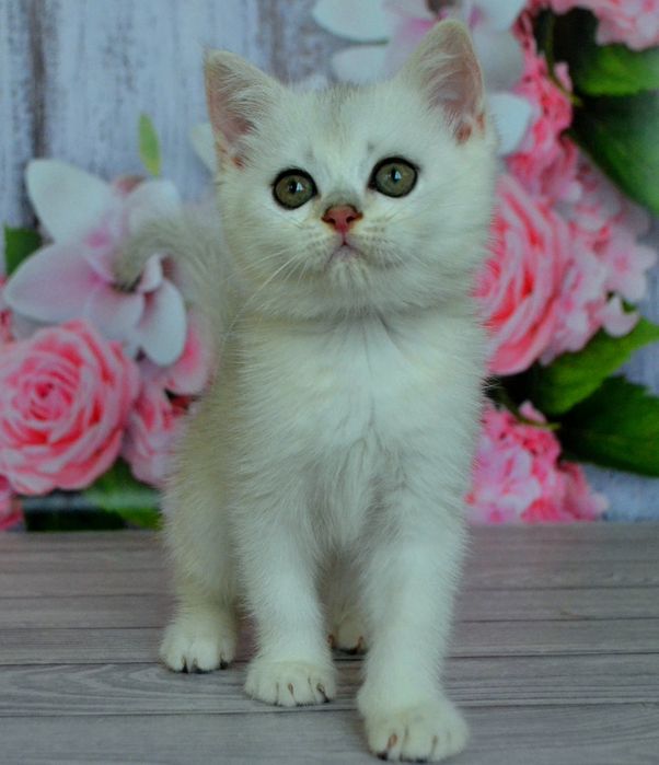 Милашные серебристые шиншиллы