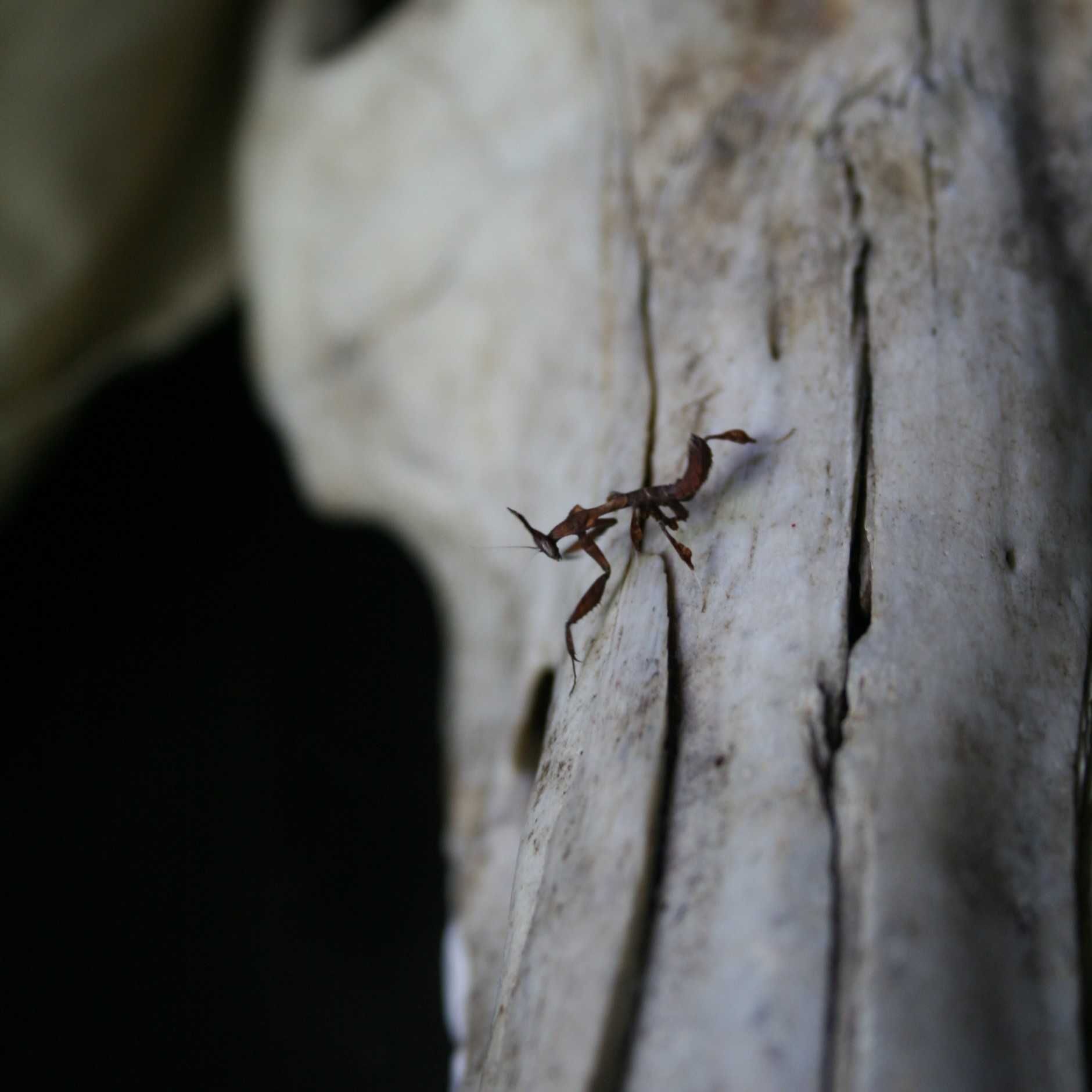Modliszki Phyllocrania Paradoxa L2