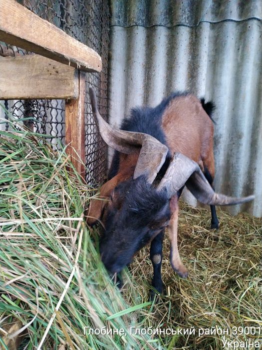 Цап, Нубієць запрошує на побачення.
