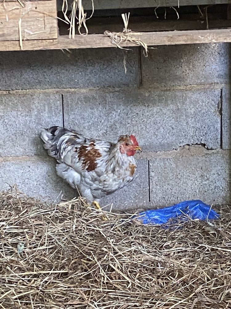 Frango criado ao ar livre.