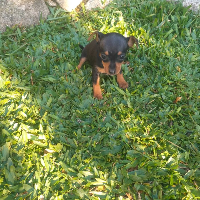 Pisncher miniatura fêmea