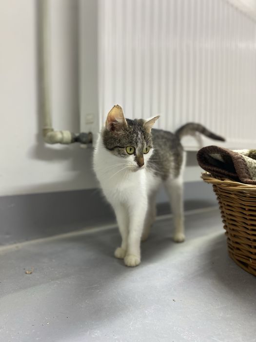 Młoda, kochana i przyjazna kotka pełna uroku