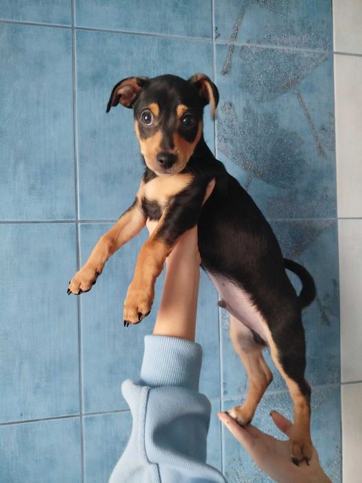 Цуценята цвергпінчера