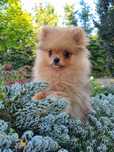 Szpic miniaturowy pomeranian piesek 1.3kg