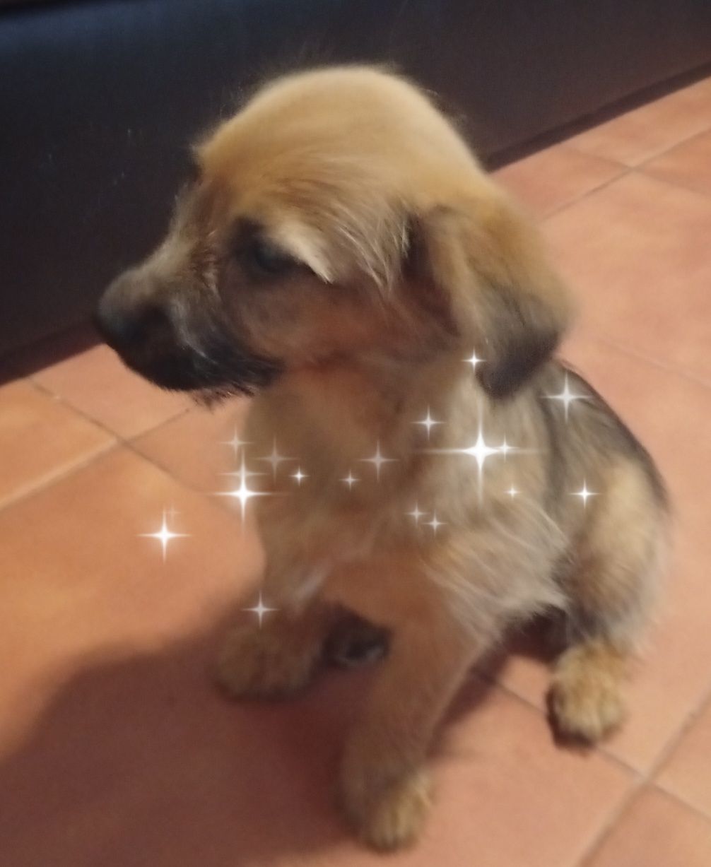 Fêmea com 3 meses