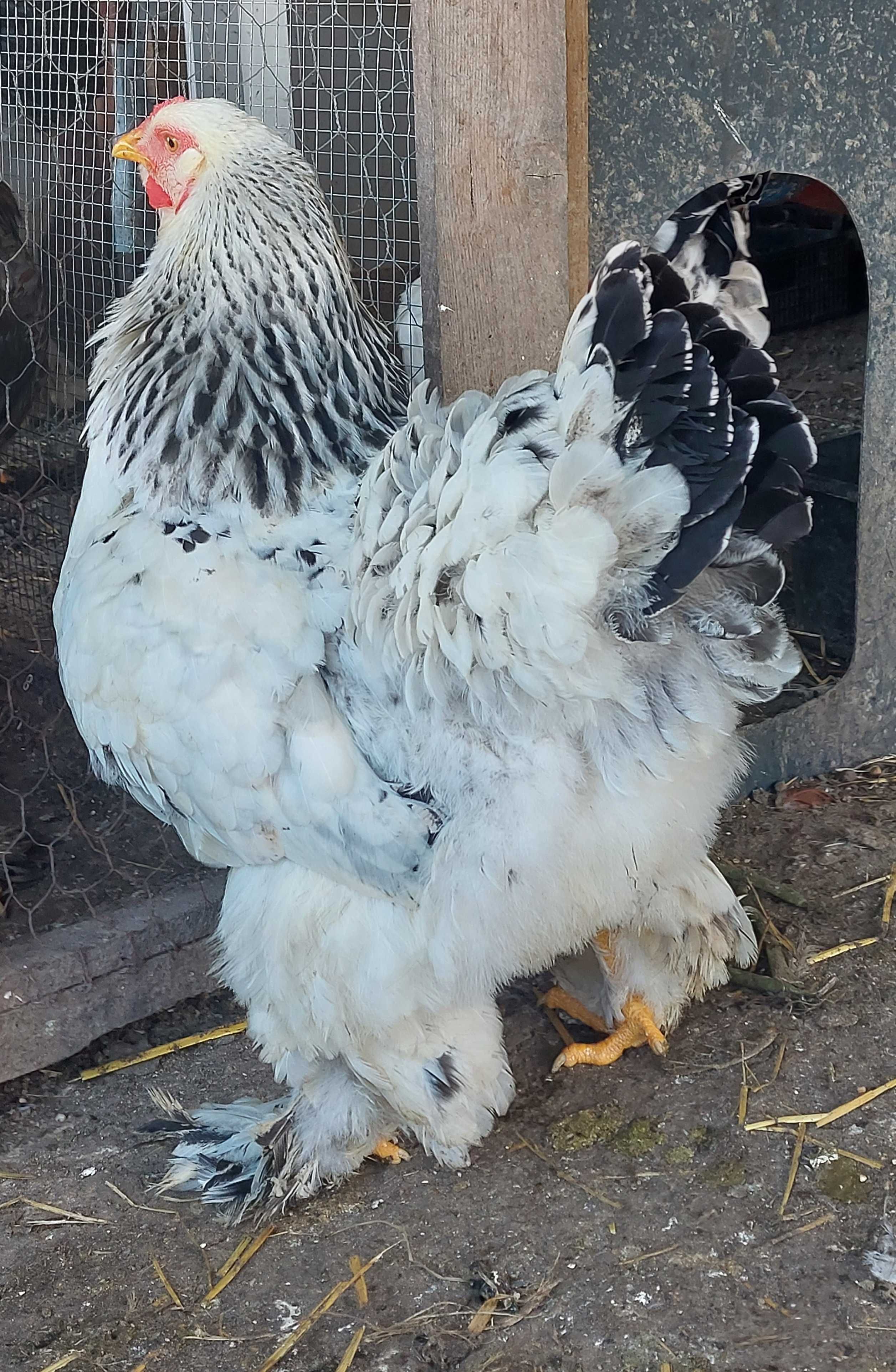 Ovos galados/ férteis disponíveis de wyandotte e brahma...