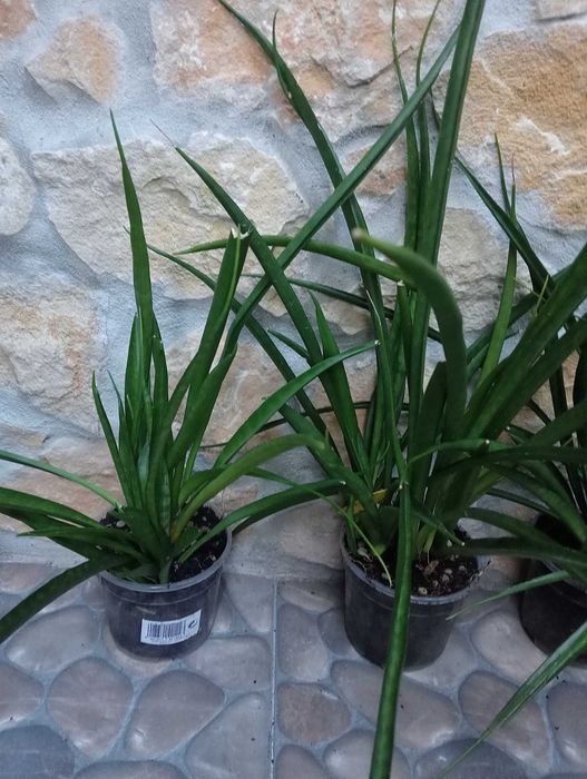 Planta natural, vasos da foto