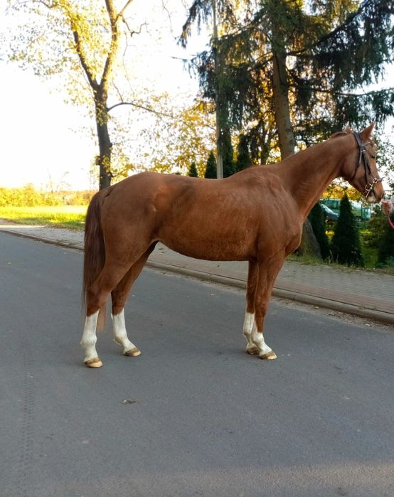 malowana klacz wielkopolska