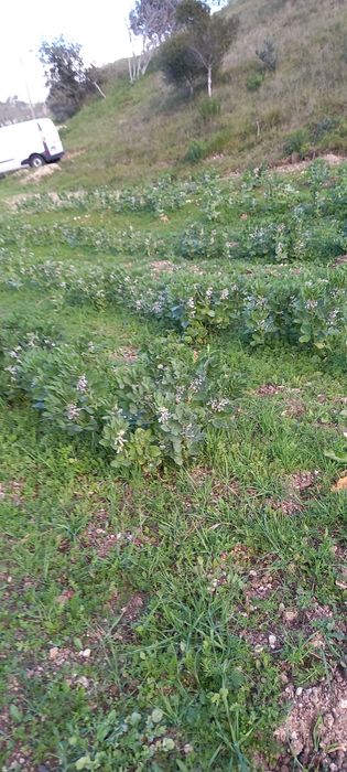 Terreno Rustico em Torres Novas