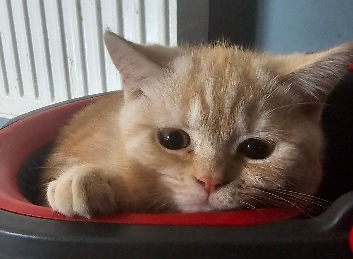 Garfield kocurek brytyjski klasycznie pręgowany WCF