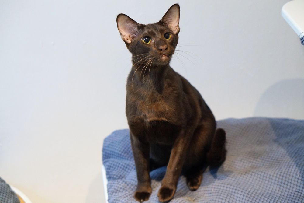 Peterbald kocurek orientalny gotowy do zmiany domku prawdziwy rodowód