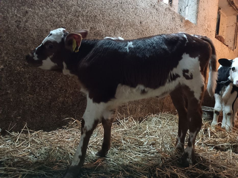 2 Jałoszki Mięsna Siwa jałówka cielak czerwona SM i hf