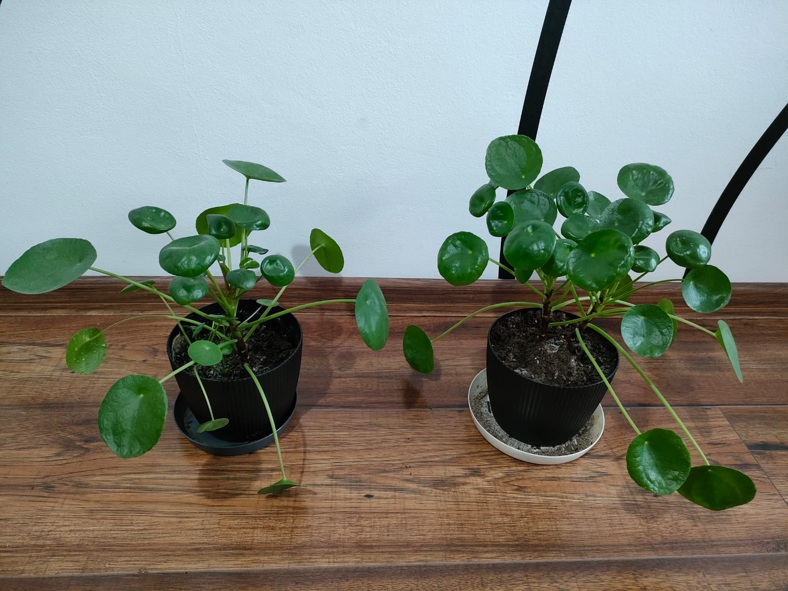 Pilea pieniążek roślinka