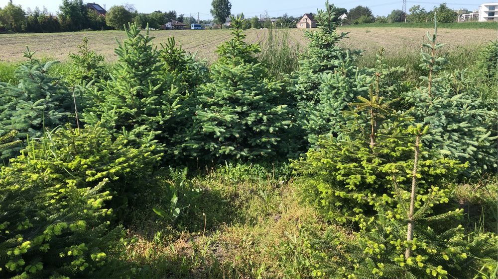 Choinki  Drzewo świerk jodła z gruntu