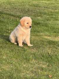 Psiaki po mamie golden retriever