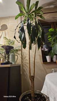 Kwiat w doniczce Dracena 2 m