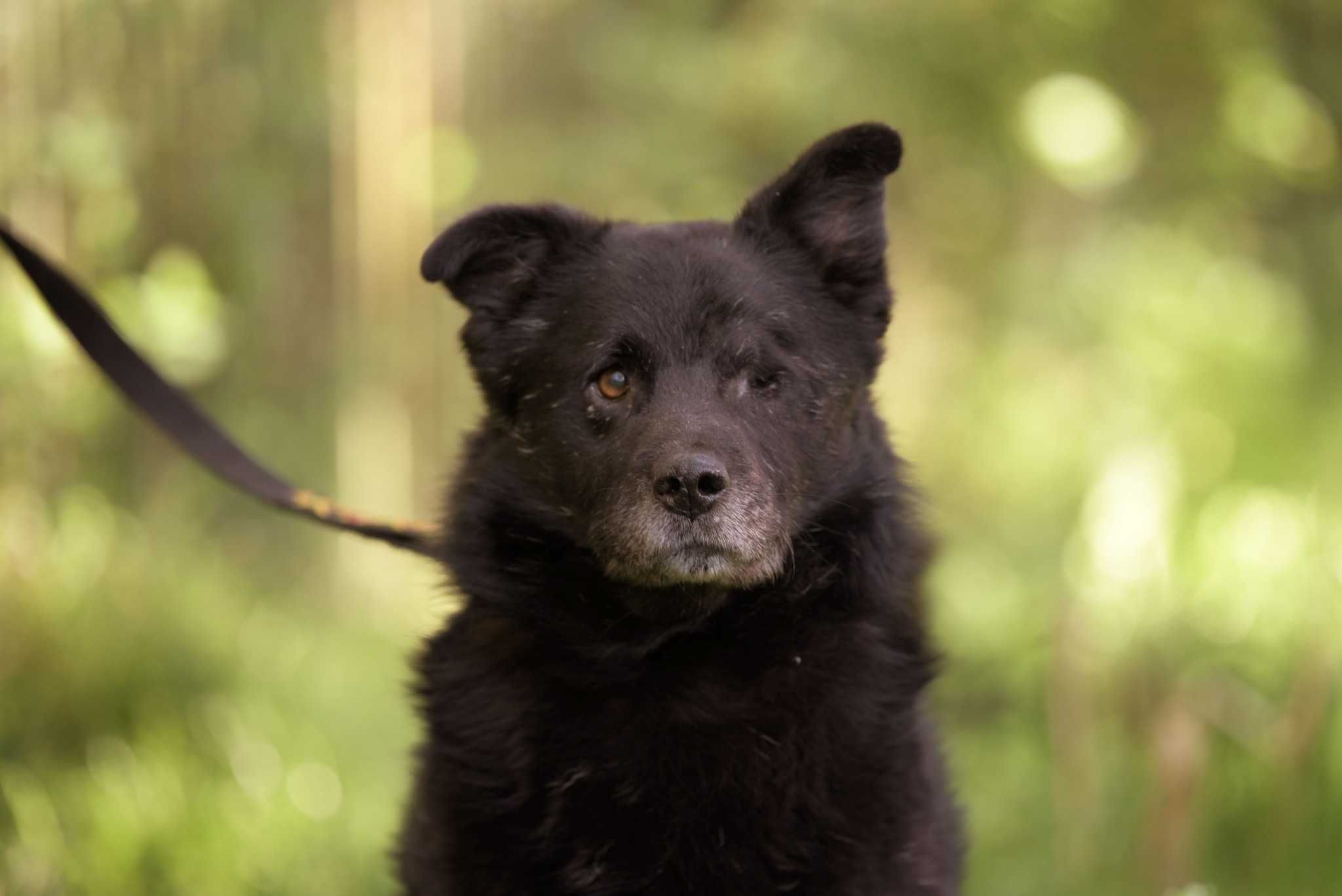 Sherlock - spokojny, jednooki misio do adopcji