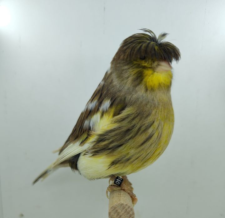 Kanarek kanarki gloster samica