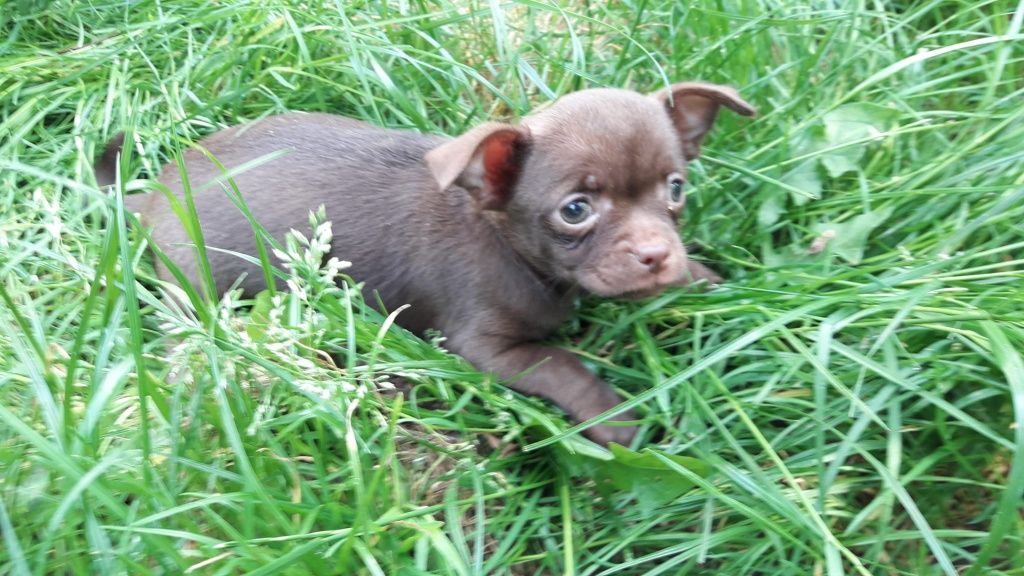 Chihuahua suczka czekoladowa wyjątkowa