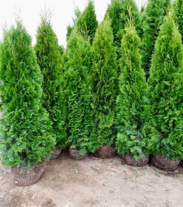 Tuja szmaragd, tuje, thuja szmaragd od 80 do 250 cm!