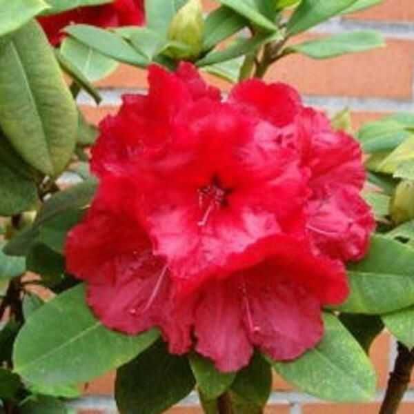 Rododendron/różanecznik różne odmiany
