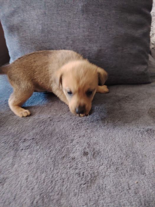 Szczeniaki polecają się do adopcji