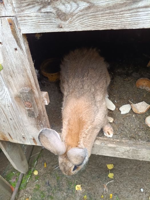 Król, królik samica