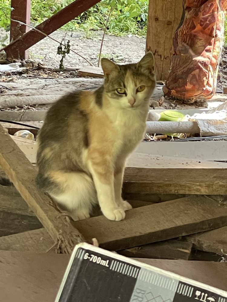 Бесплатно котики
