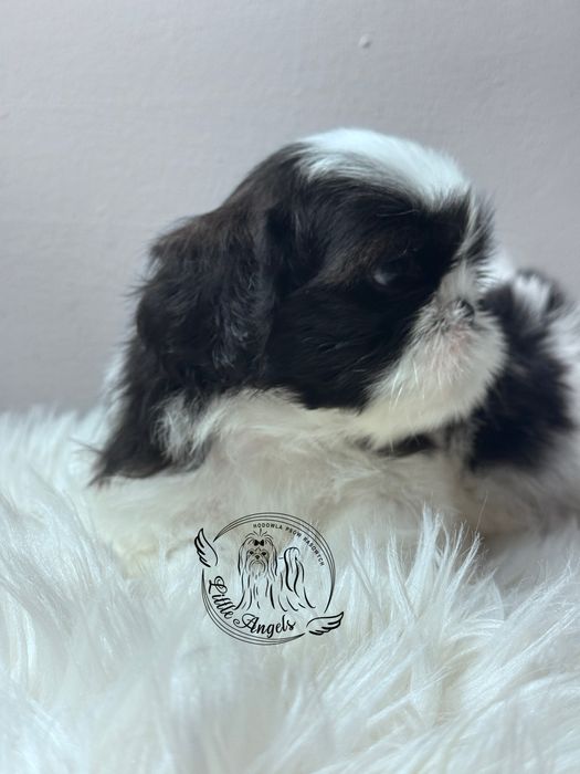 Shih tzu piekny bialo mahoniowy chłopiec