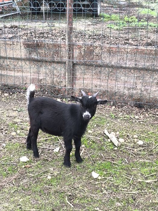 Cabritos Anãs machos