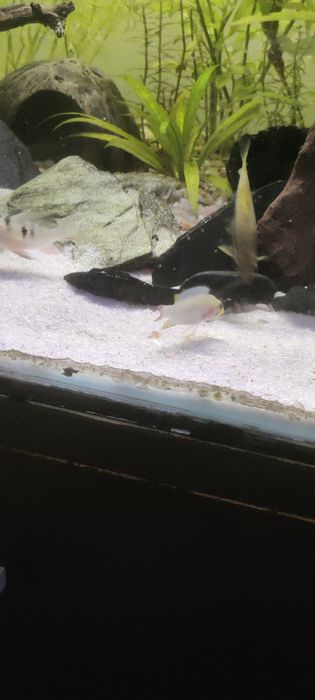 Apistogramma Panduro