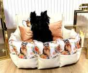 York shire terrier sunia