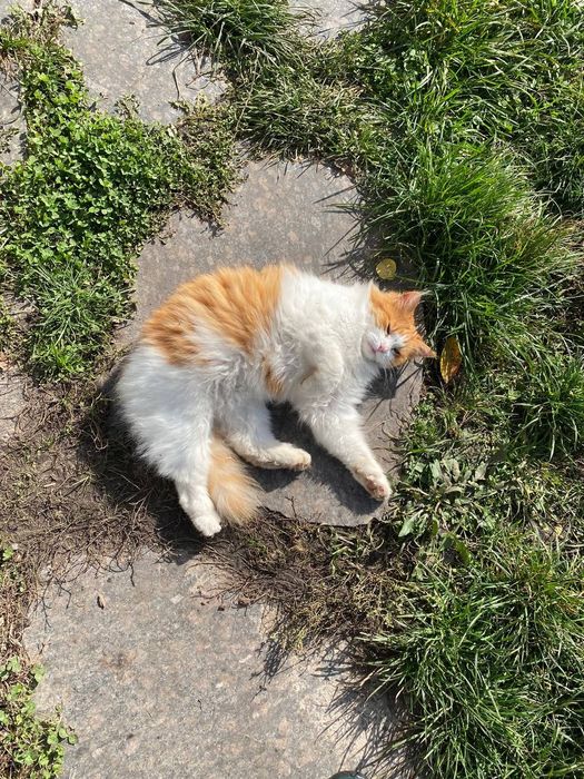 Рижий котик Річі шукає дім