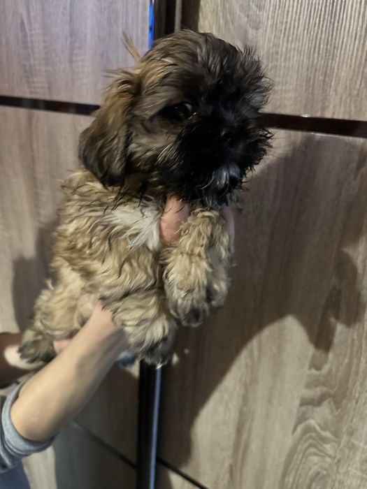 ‼️ТЕРМІНОВО‼️Ши-тцу залишився 1