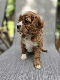 Cavalier  king charles spaniel / cavapoo /chłopczyk
Rasa psa