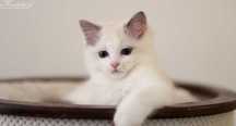 Ragdoll, śliczna koteczka blue bicolor z rodowodem FPL