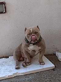 American Bully macho disponível para montas ABKC e IBKC