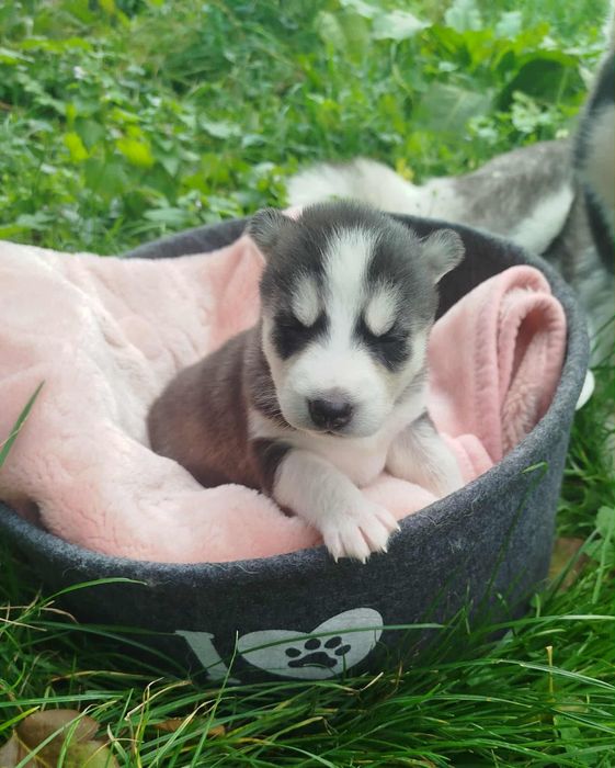 Już są piękne szuczki Syberian Hasky