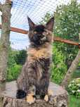 Bella ... Maine Coon