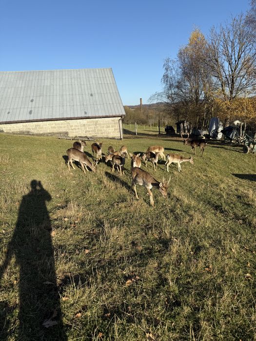 Daniele w różnym wieku